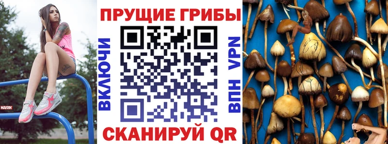 сайты даркнета телеграм  где купить наркотик  Гвардейск  Псилоцибиновые грибы MAGIC MUSHROOMS 